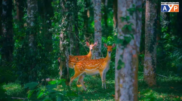 Trí thông minh thiên nhiên là gì? Nhận diện tình yêu thiên nhiên trong con bạn 10 Trí thông minh thiên nhiên là gì? Nhận diện tình yêu thiên nhiên trong con bạn 2